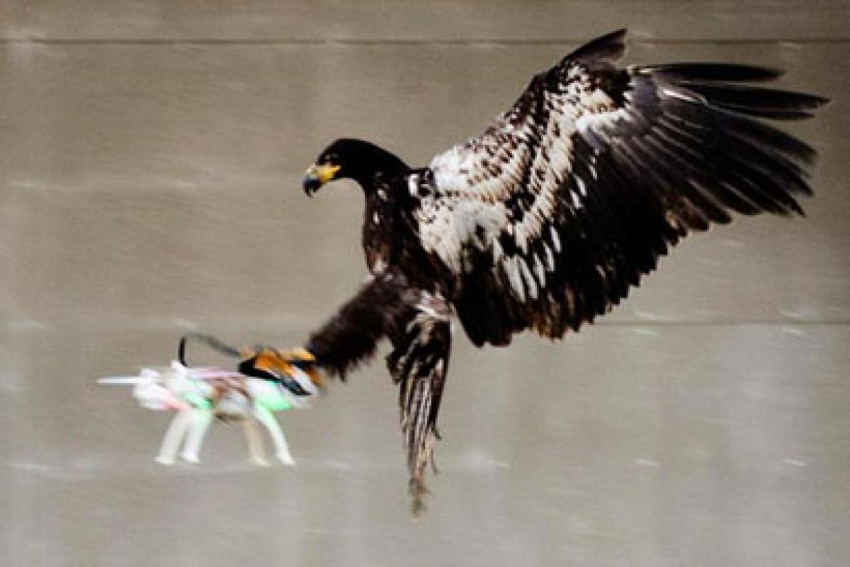 How Dutch train birds to think drones are their prey